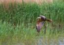 Marsh-Harrier-2.jpg