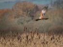 Marsh_Harrier_over_marsh.jpg