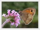 Meadow-Brown.jpg