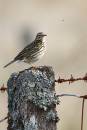 Meadow-Pipit--fly.jpg