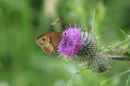 Meadow_Brown_Maniola_jurtina_Hoverflie_Syrphidae_16-7-2019.jpg