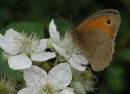 Meadow_brown_on_blackberry_flowers.jpg