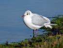 Mediterainean-Gull.jpg