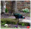 Melanistic_Pheasant.JPG