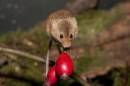 Mice_26_of_59_.jpg