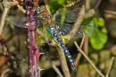 Migrant_Hawker.jpg