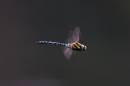 Migrant_Hawker1.jpg