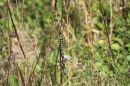Migrant_Hawker_Aeshna_mixta_1.jpg