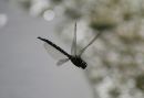 Migrant_Hawker_Aeshna_mixta_2.jpg