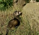 Mink_.jpg