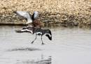 Minsmere-10_4_08_0472.jpg