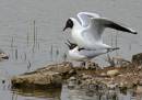 /gallery/data/501/thumbs/Minsmere-10_4_08_0515.jpg