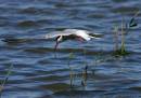 Minsmere14_7_08_0312_edited.jpg