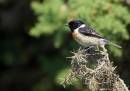 Minsmere14_7_08_0407.jpg
