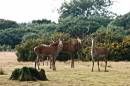 Minsmere_1_a.jpg