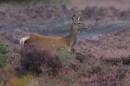 Minsmere_3_.jpg