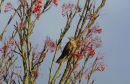 Mistle_Thrush_800.jpg