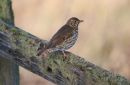 Mistle_Thrush_Turdus_Viscivorus_25-12-2020_6.jpg