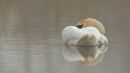 Misty_Morning4.jpg