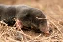 Mole.jpg