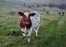 Moooo.jpg