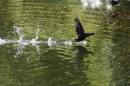 Moor_Hen_Take_Off.jpg