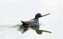 Moorhen-Nester.jpg