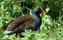 Moorhen.jpg