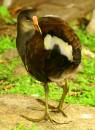 Moorhen2.jpg