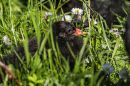 Moorhen_Chick1.jpg