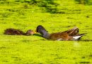 Moorhens-And-Ducks_241_edited-1-dng_DxO_DeepPRIME-copy.jpg