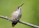 More_Hummers1_0762.jpg