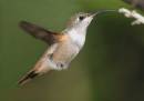 More_Hummers2_0632.jpg