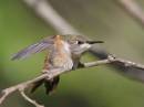 More_Hummers2_0912.jpg