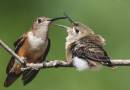 More_Hummers2_1632.jpg