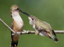 More_Hummers2_1822.jpg