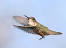 More_Hummers_3_1841.jpg