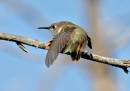 More_Hummers_3_2272.jpg