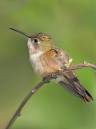 More_Hummers_4_0402.jpg