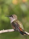 More_Hummers_4_1452.jpg