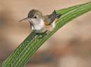 More_Hummers_5_0881.jpg