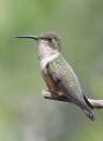 More_Hummers_6_0812.jpg