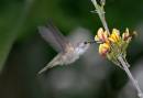 More_Hummers_6_2092.jpg