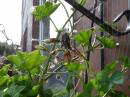 More_Spiders_001.jpg
