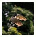 Morning-Flight-1.jpg