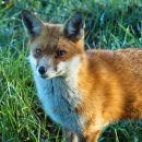 Morning_Fox-1.jpg