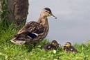 Mothers-Pride.jpg
