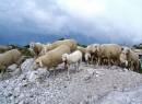 Mountain_sheep_2_700_x_516_.jpg