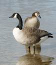 Mr-and-Mrs-Goose.jpg