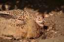 Mrs_Pheasant_resize.JPG